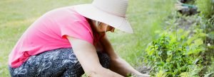 Plantas que Ajudam no Sono e na Ansiedade: Um Guia Completo para o Bem-Estar Natural
