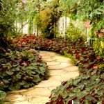 Plantas de Sombra para Ambientes Internos e Externos: Guia Completo