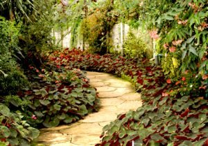 Plantas de Sombra para Ambientes Internos e Externos: Guia Completo