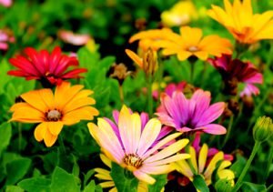 Como Montar Kits com Plantas: Ideias Criativas e Afetivas para Presentear