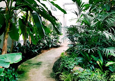 Melhores Plantas para Apartamento: Beleza e Praticidade