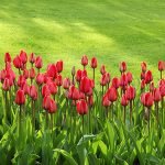 Plantas para Cada Tipo de Pessoa: Como Escolher o Presente Ideal com Significado e Personalidade