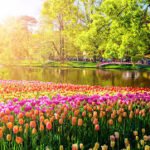Dicas de Cultivo para um Jardim Saudável: Guia Completo