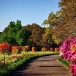 10 Plantas de Sol que Transformam o Seu Jardim