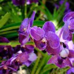 Cultivo de Flores: Guia Completo para Iniciantes