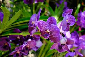 Cultivo de Flores: Guia Completo para Iniciantes