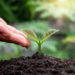 Calendário de Cuidados com as Plantas: Guia Mês a Mês para Jardineiros Iniciantes