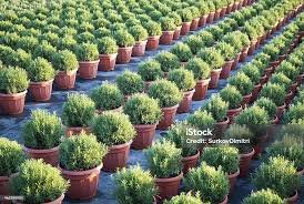Plantas Medicinais: Saberes Naturais para o Bem-Estar
