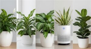 5 Plantas que Purificam o Ar e Combatem a Insônia Naturalmente